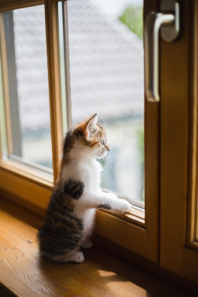 young, cat, window, animal, sad, pet, scratch, wooden windows